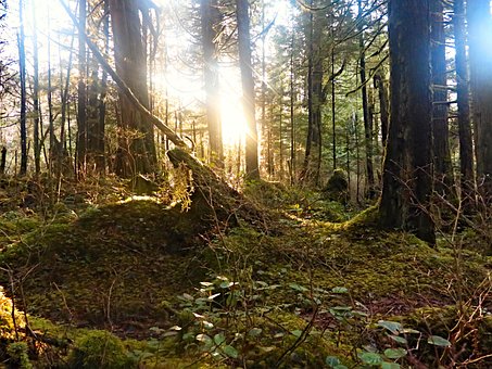 Free Rainforest Undergrowth photo and picture