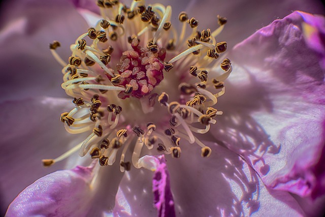 Free Stamen Flower photo and picture