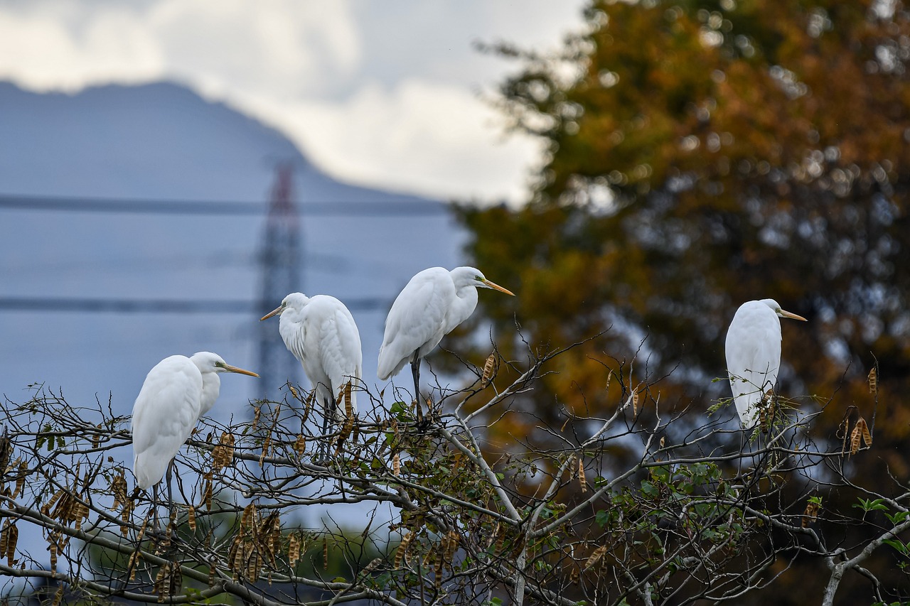 ダイサギ 鳥 支店 - Pixabayの無料写真 - Pixabay