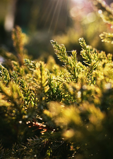 Natur, Stedsegrønne, Busk, Botanik