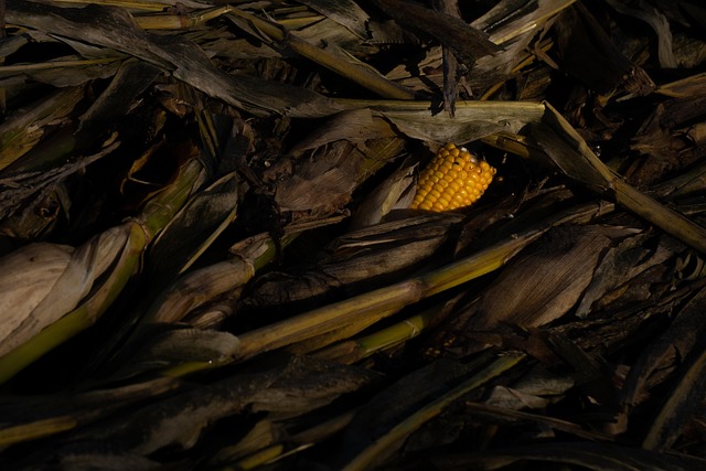 Free Agribusiness Corn Harvest photo and picture