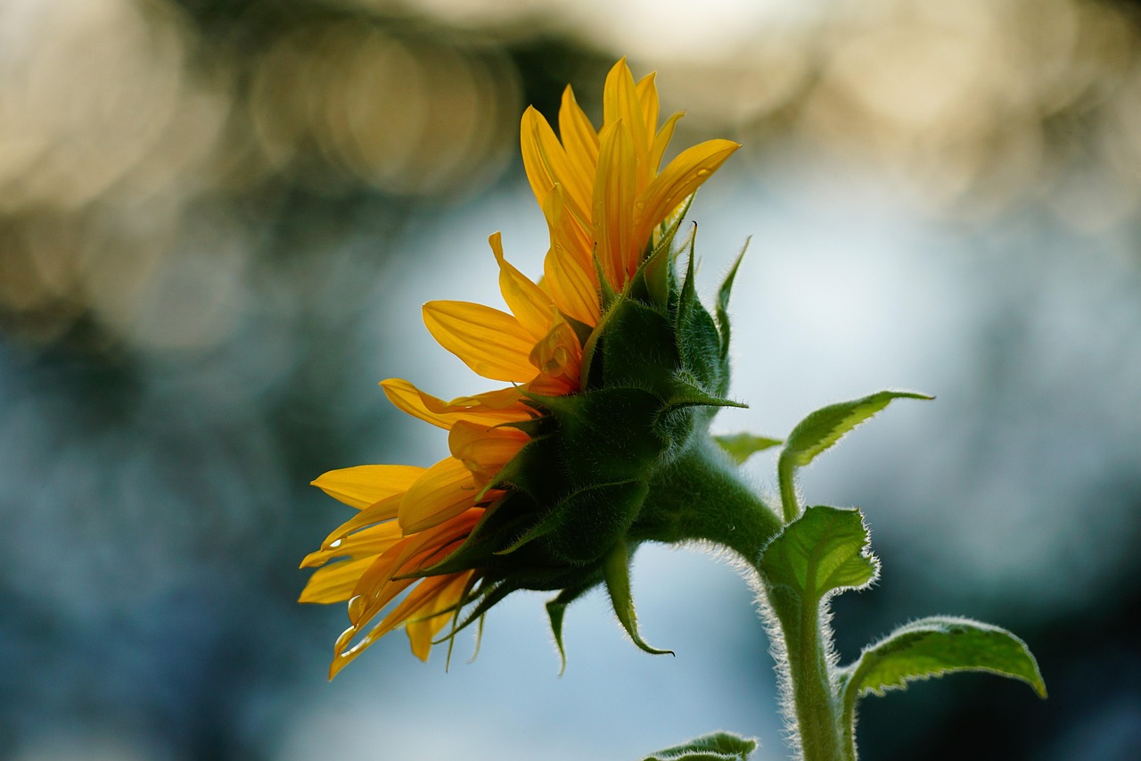 Sunflower Flower Plant Yellow - Free photo on Pixabay