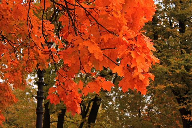 Free Autumn Leaves photo and picture