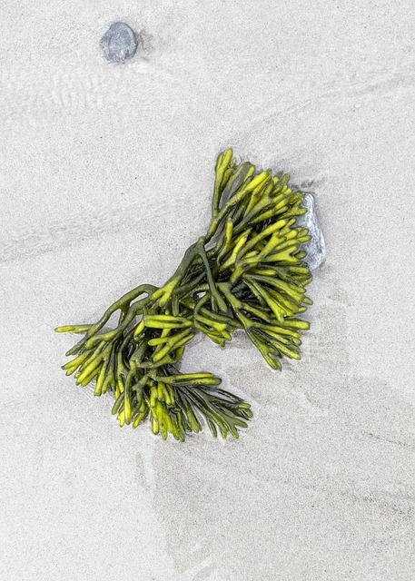 Free Codium Fragile Ocean photo and picture
