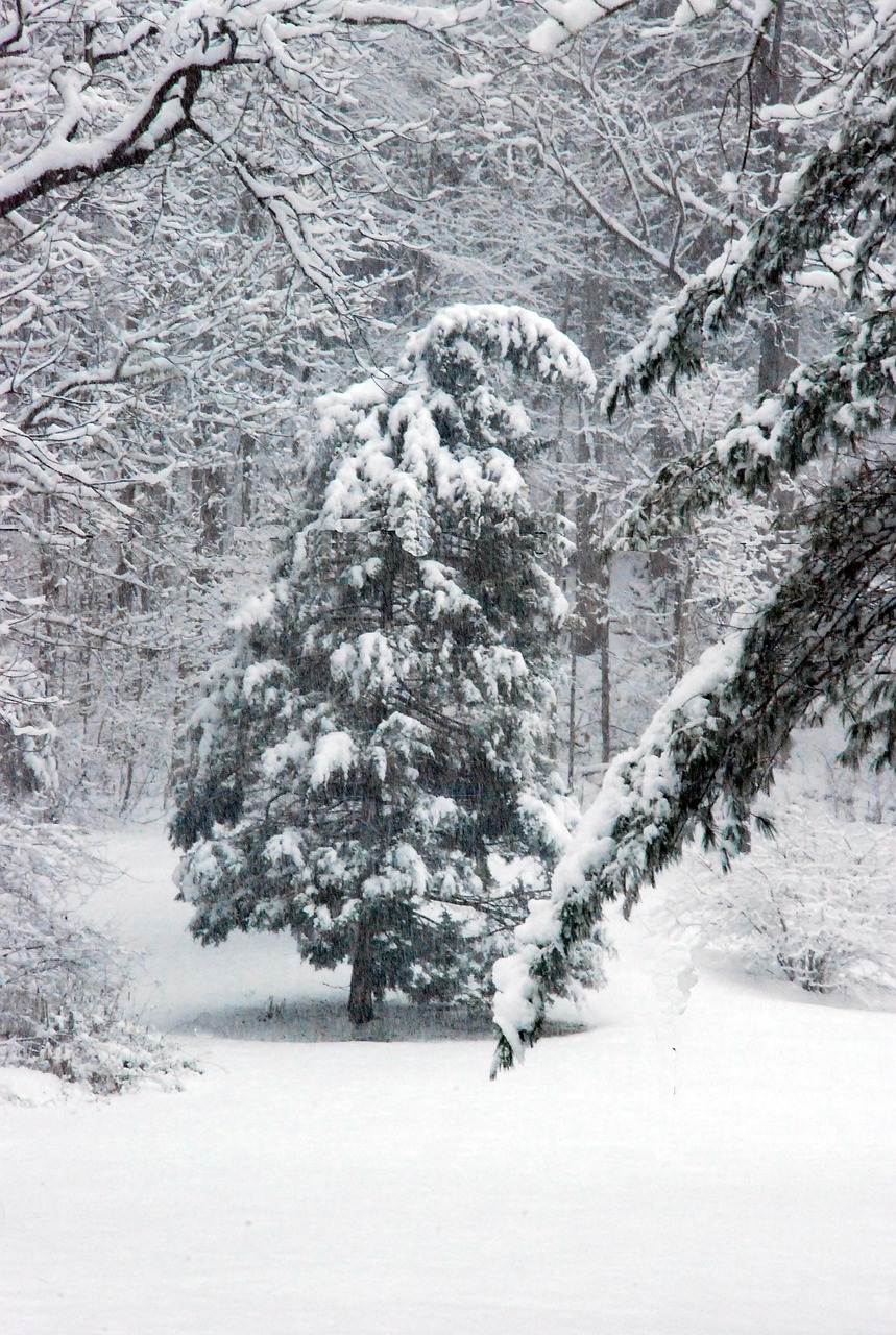 冬天 松树 雪 - Pixabay上的免费照片
