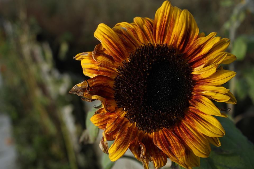 Sunflower Yellow Flower - Free photo on Pixabay - Pixabay