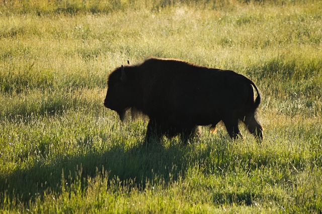 Free Bison Meadow photo and picture