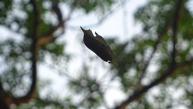 900+ Free Falling & Nature Images - Pixabay