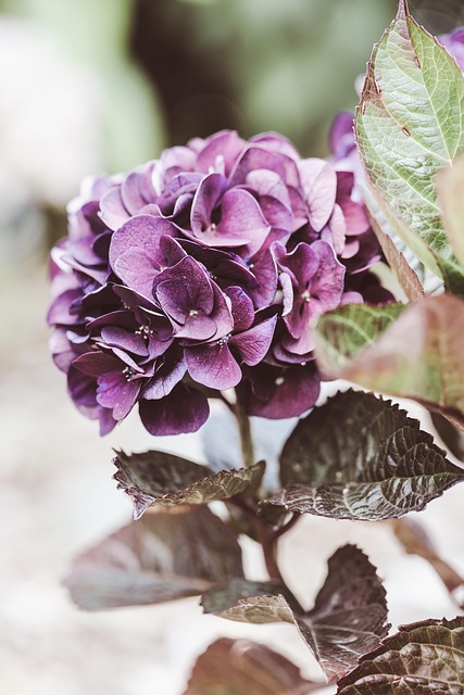 Blume, Blumen Hintergrund, Hortensie