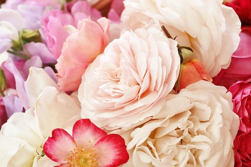 Rosen, Blumen, Strauß, Frühling