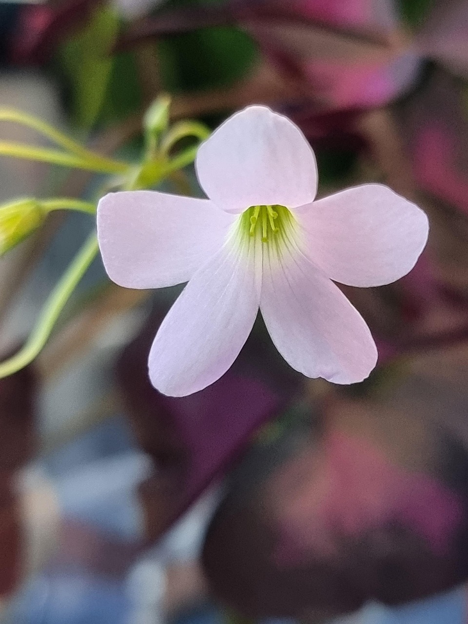 花 盛开 植物学 - Pixabay上的免费照片 - Pixabay
