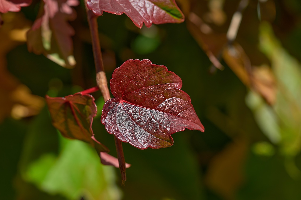가을 숲 잎 - Pixabay의 무료 사진 - Pixabay