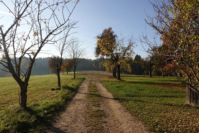 Natur, Weg, Herbst, Jahreszeit, Bäume