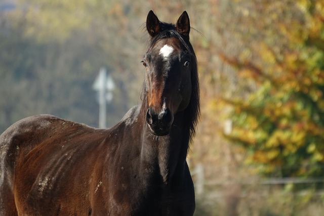 Pferd, Stute, Noble, Natur, Tier