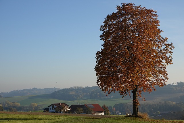 Baum, Natur, Landschaft, Ländlich