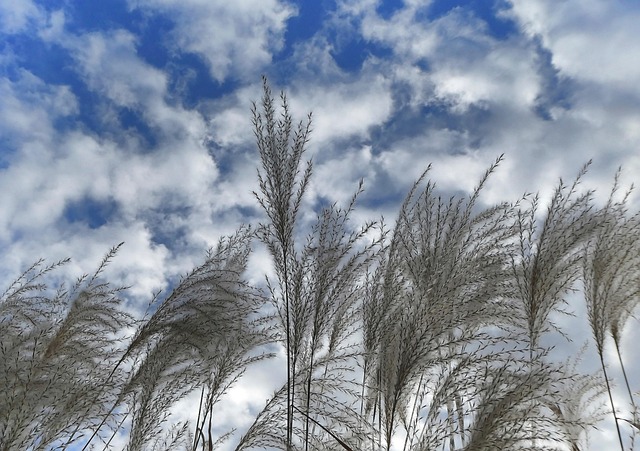 Free Grass Woolly Riding Grass photo and picture
