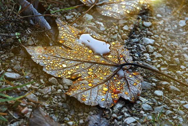 Free Leaf Nature photo and picture