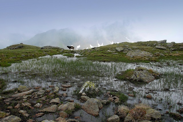 Free Mountains Mountain Sheep photo and picture
