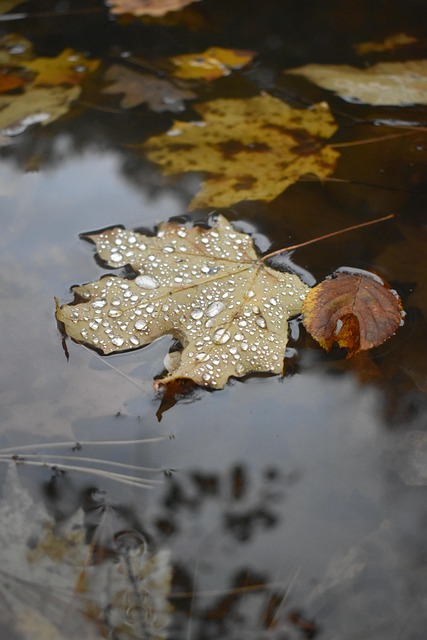 Free Leaves Lake photo and picture