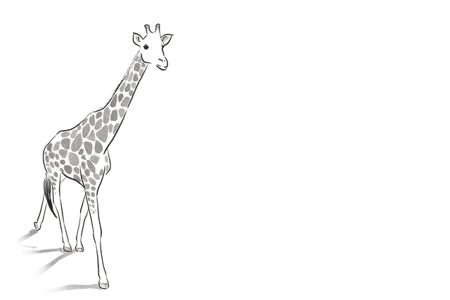 Dier, Giraffe, Zoogdier, Soort, Fauna