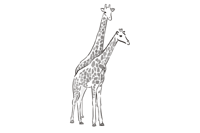 Dier, Giraffe, Zoogdier, Soort, Natuur