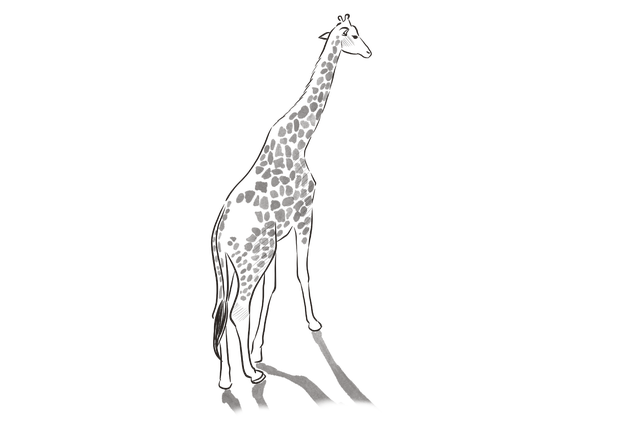 Dier, Giraffe, Zoogdier, Soort, Fauna