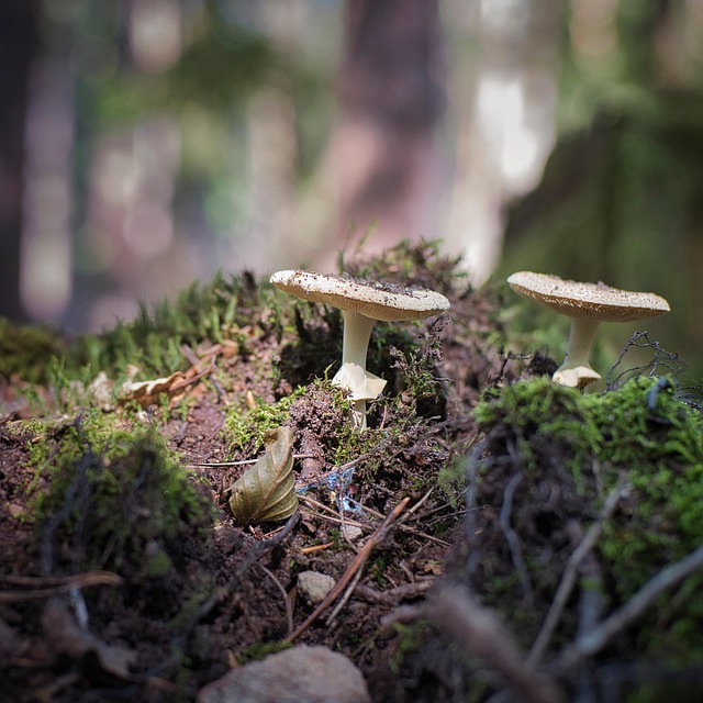 Free Mushrooms Fungi photo and picture