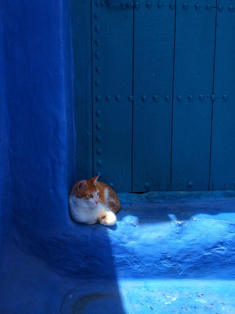 Kat, Feline, Kæledyr, Hjemlig, Dyr