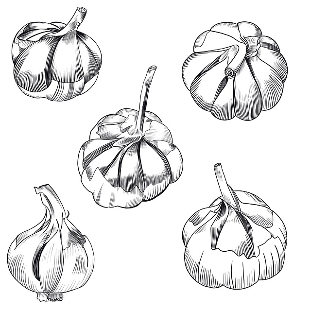 Free garlic vegetable ingredients illustration