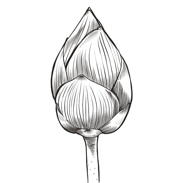 Bloem, Lotus, Knop, Natuur, Flora