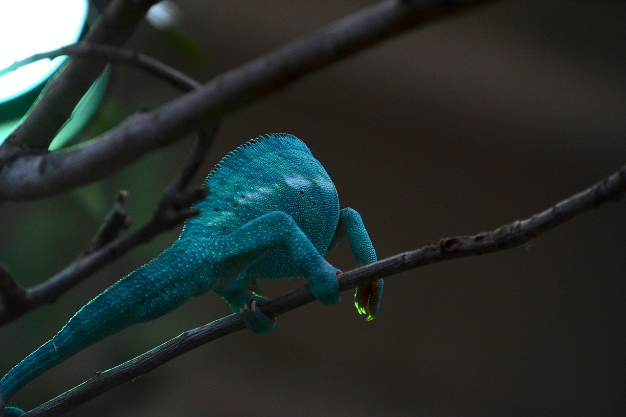 Chameleon Reptile Wildlife Free photo on Pixabay Pixabay