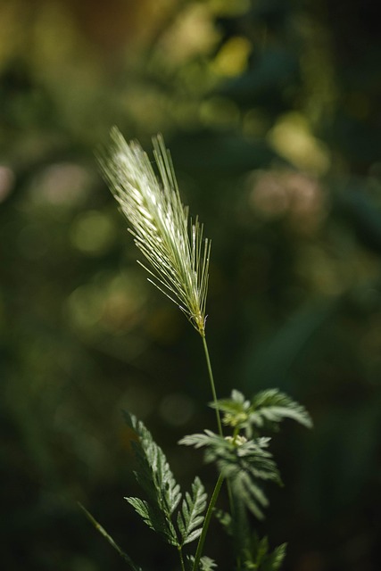 Gras, Pflanze, Spitze, Blätter, Grün