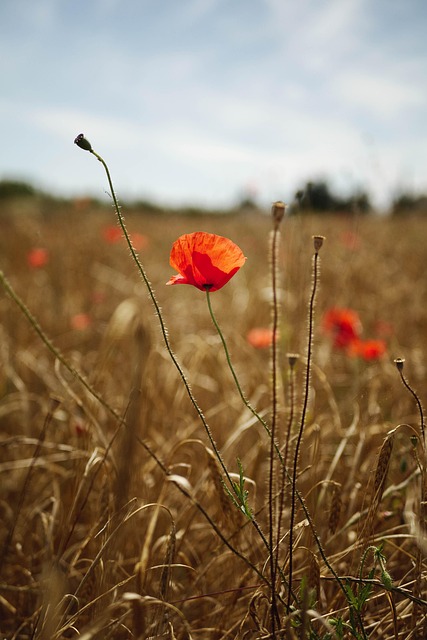 Mohn, Blume, Blumen Hintergrund, Pflanze