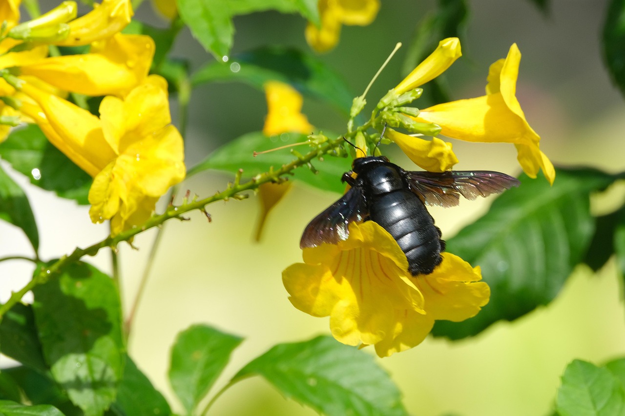 蜂 虫 受粉する - Pixabayの無料写真 - Pixabay