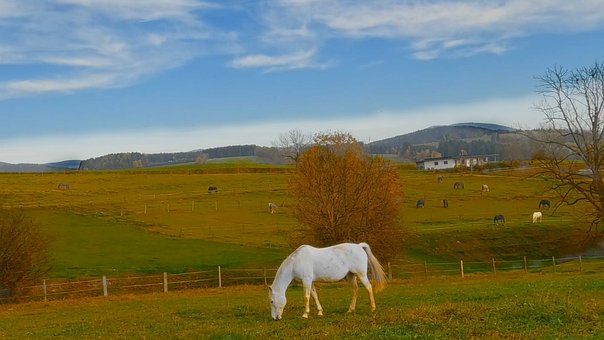 Free Pasture Horse photo and picture