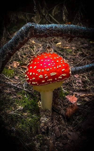 Free Mushroom Toadstool photo and picture