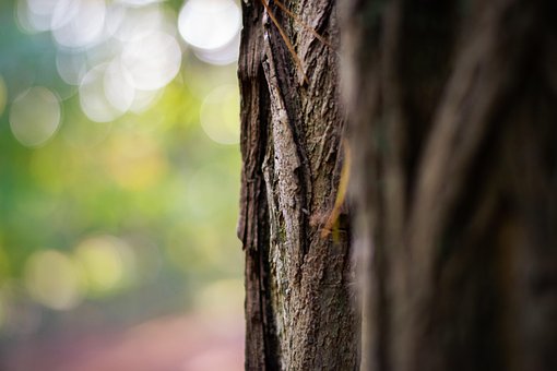 Free Tree Bark Tree photo and picture