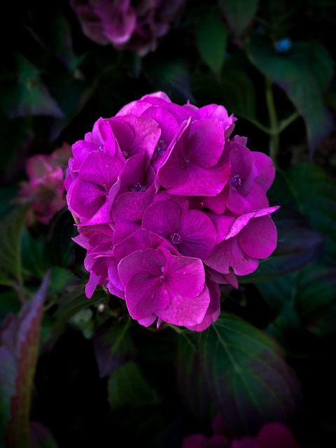Free Hydrangeas Flower Background photo and picture