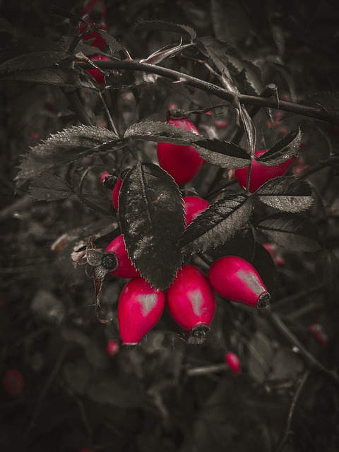 Free Plants Flowers photo and picture