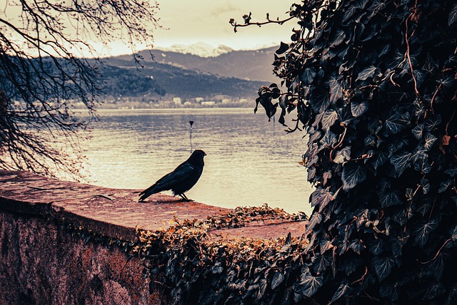 Cuervo, Pájaro, Sentado, Animal, Plumas