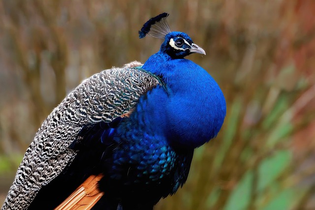 Pavo Real, Pájaro, Aviar, Naturaleza