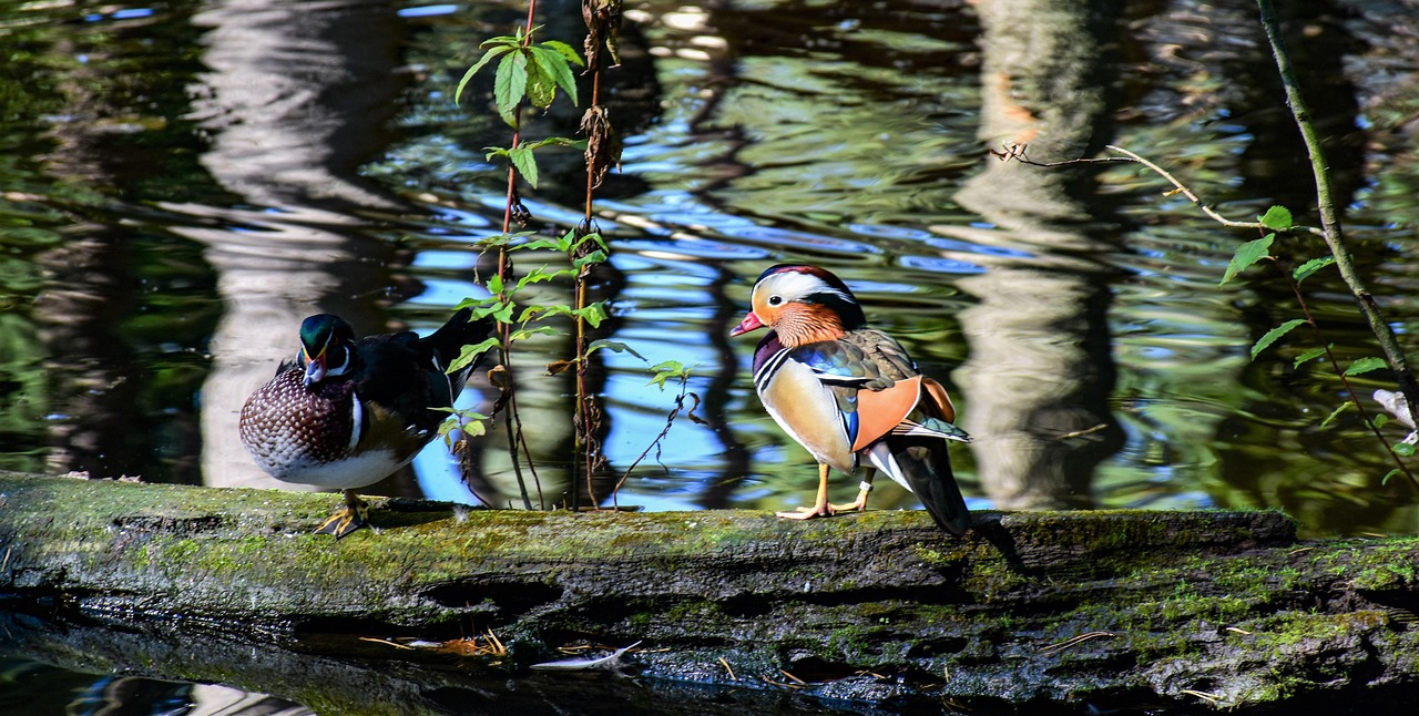 https://cdn.pixabay.com/photo/2021/11/04/22/50/duck-6769621_1280.jpg