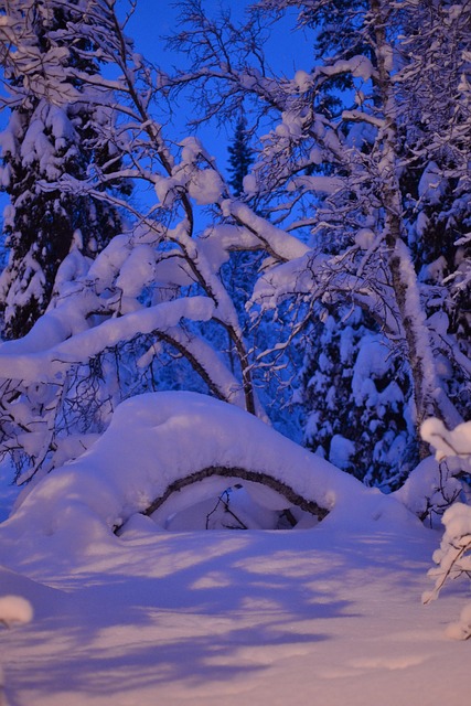 Toile De Fond Hiver Neige Forêt - 2,1x1,5 M - Pour Photos Noël, Fêtes, Décorations