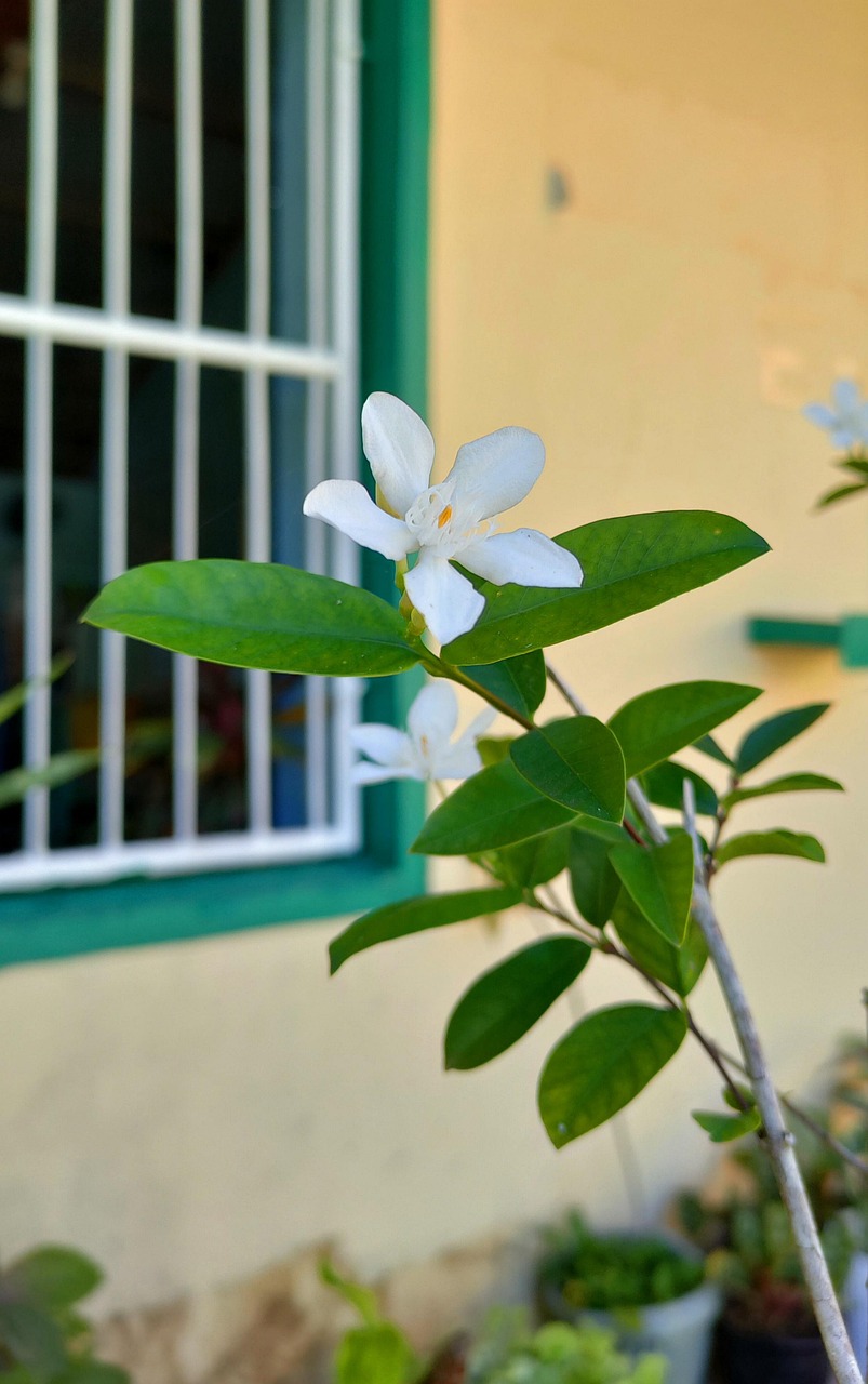 Sampaguita Flowers Bloom Free photo on Pixabay Pixabay