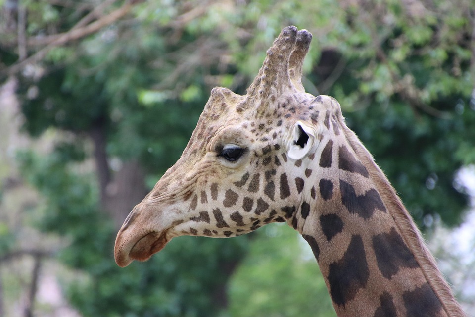 Giraffe Dier Zoogdier - Gratis foto op Pixabay - Pixabay