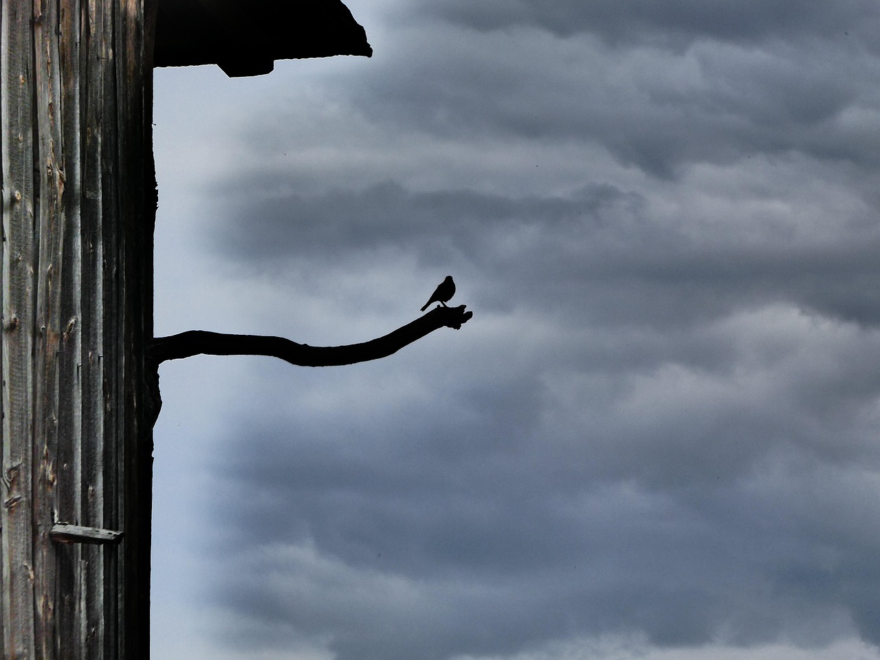 Impressionally Oiseau Des Nuages - Photo gratuite sur Pixabay - Pixabay