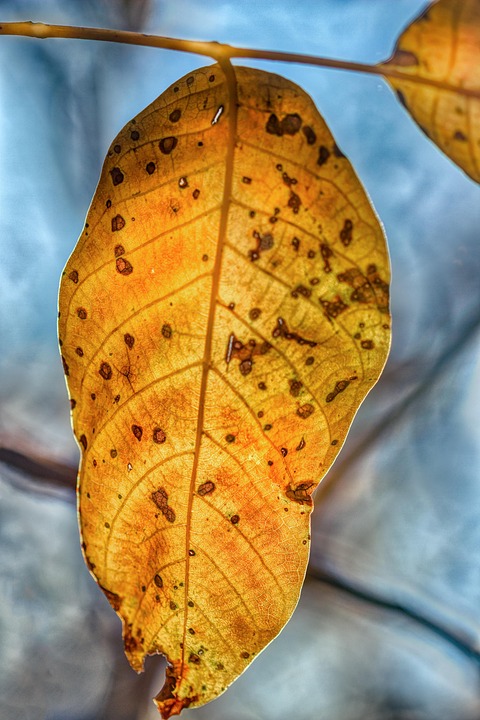 Sheet The Fall Autumn - Free photo on Pixabay