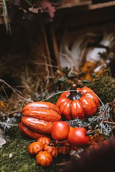 Free Pumpkins Vegetables photo and picture