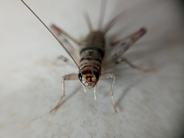 Tropical House Cricket - Free photo on Pixabay - Pixabay