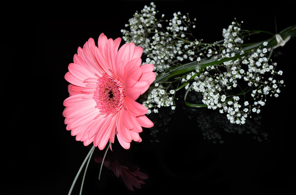 非洲菊 花 粉红色的花 - Pixabay上的免费照片 - Pixabay